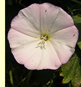 Вьюнок полевой (Convolvulus arvensis L) Вьюнок полевой (Convolvulus arvensis L)